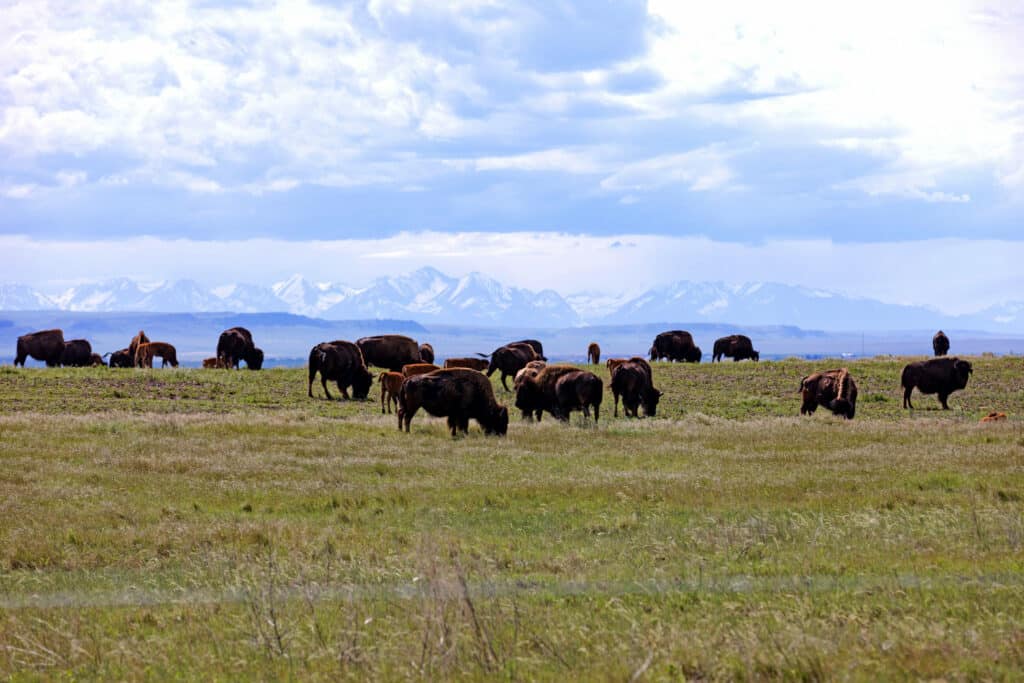 A herd of bison grazes on recreational land with snow-capped mountains in the distance under a cloudy sky.