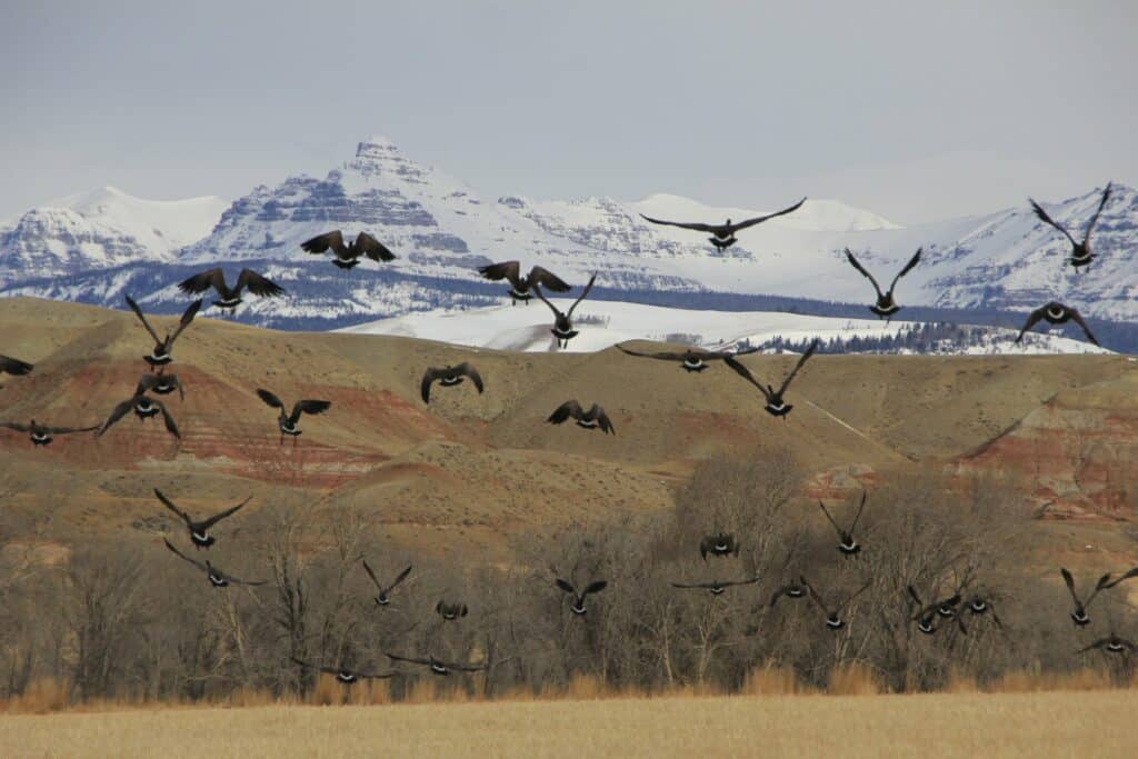 A flock of black birds flies over a dry field with leafless trees, rolling hills, and snow-capped mountains—a picturesque view ideal for recreational land or a hunting property—all beneath a cloudy sky.