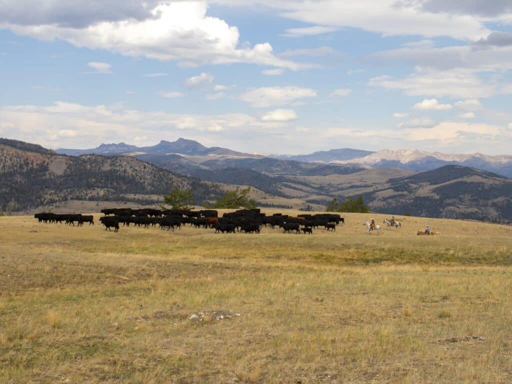 A herd of black cattle grazes on a grassy plain with rolling hills and mountains in the background. Several people on horseback are seen near the herd under a partly cloudy sky, showcasing an ideal ranch for sale or hunting property.