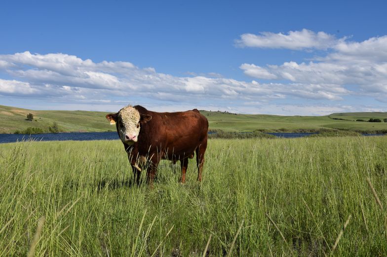 A brown and white cow stands in tall green grass on a wide open ranch for sale, with a river and rolling hills in the background under a blue sky with scattered clouds.