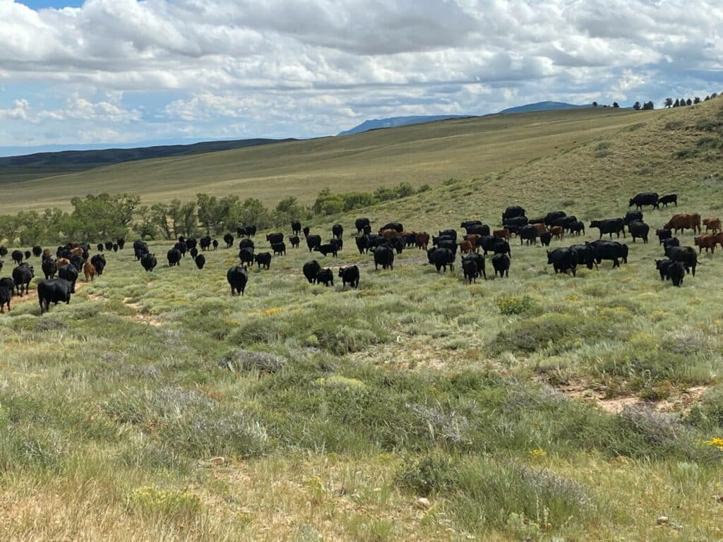 A large herd of black and brown cattle grazes on a grassy, rolling plain under a partly cloudy sky, with distant hills and sparse trees in the background—ideal for a cattle ranch or recreational land.