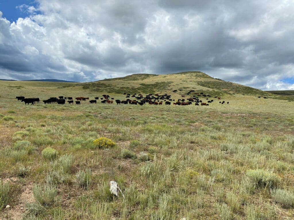 A herd of cattle grazes on a grassy, rolling hillside under a cloudy sky, with patches of green shrubs and wildflowers—a scenic view perfect for a cattle ranch or hunting property.