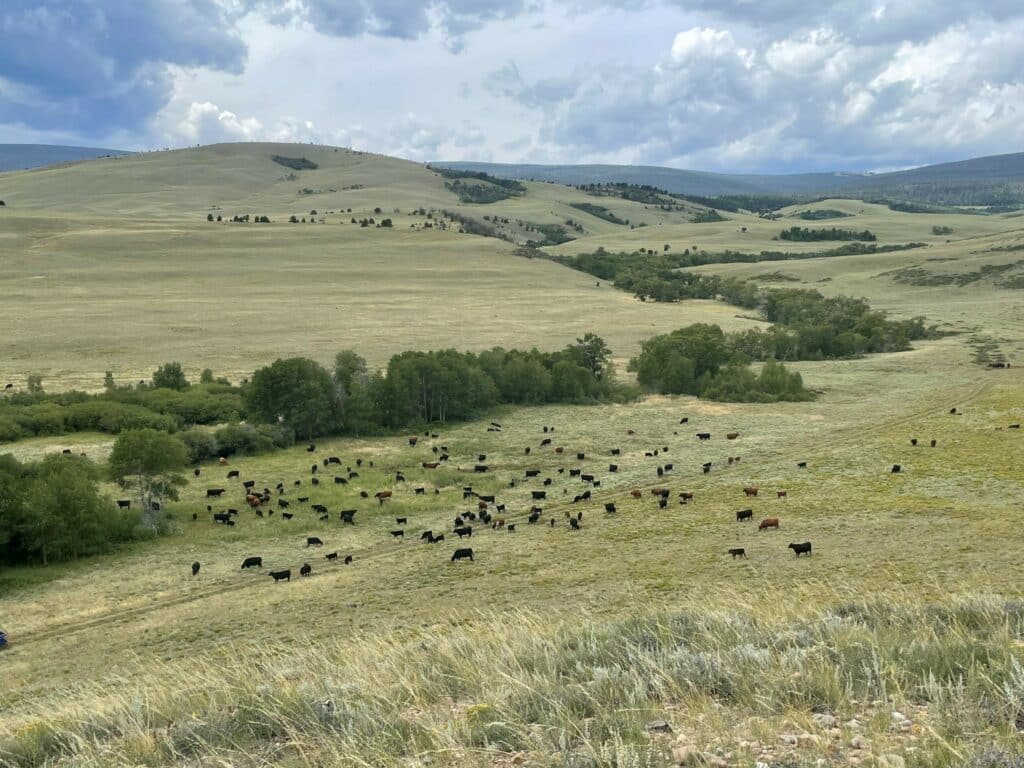 A large herd of black and brown cattle grazes on a grassy, rolling hillside under a cloudy sky, with scattered trees and distant hills—a perfect scene for a cattle ranch or land for sale.