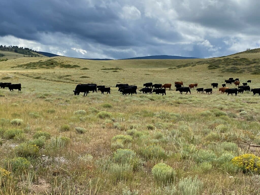 A herd of black and brown cows grazes in an open grassy field under a cloudy sky, with gentle hills and scattered shrubs in the background—perfect as recreational land or potential hunting property.