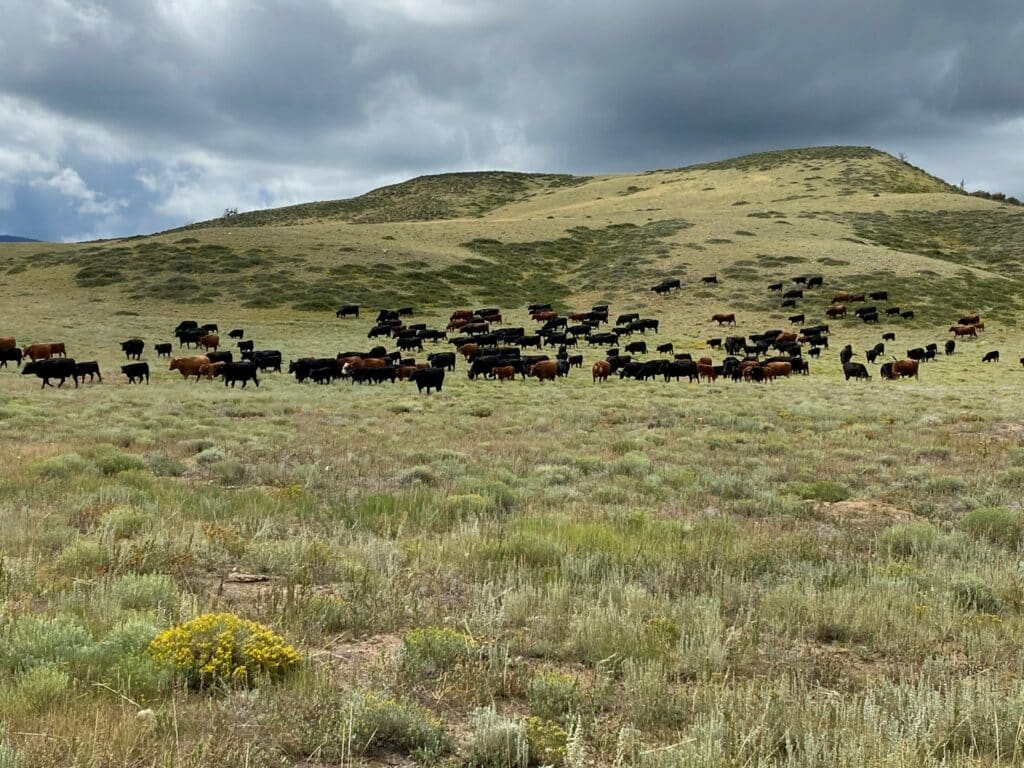 A large herd of black and brown cows grazes on a grassy hillside under a cloudy sky, ideal for a cattle ranch or recreational land, with green shrubs and wildflowers scattered across the foreground.