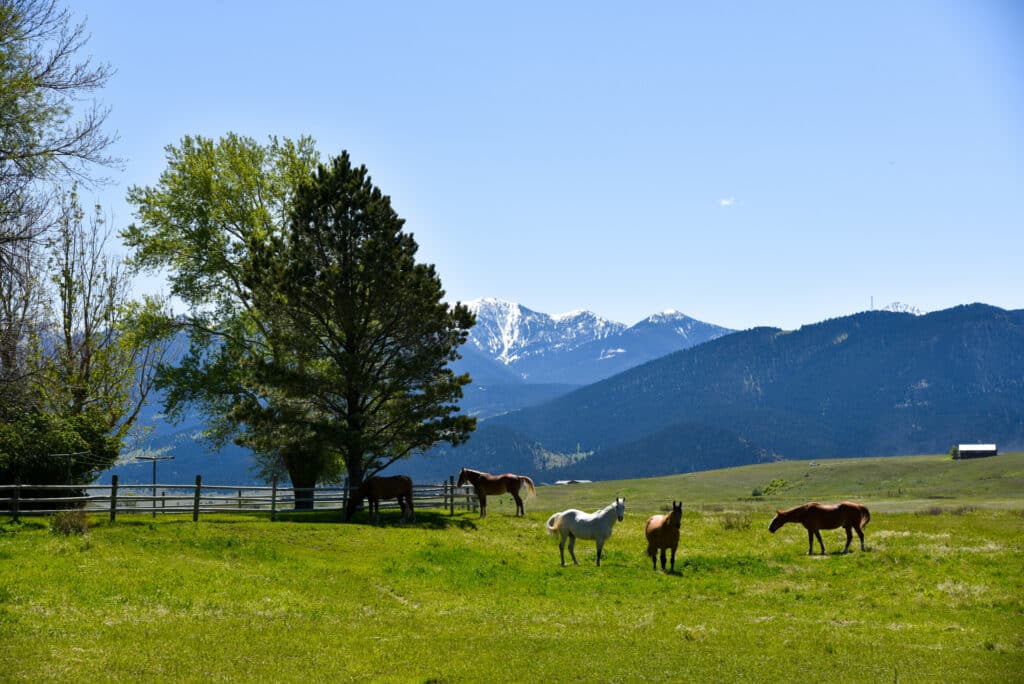 Several horses graze on a green pasture with a wooden fence, trees, and snow-capped mountains in the background under a clear blue sky—perfect recreational land or ranch for sale.