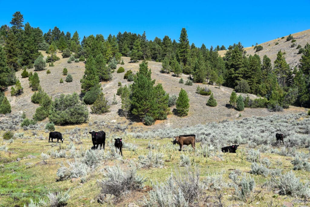 Cows grazing in a grassy field with sagebrush, surrounded by pine trees and rolling hills under a clear blue sky—ideal recreational land or hunting property.
