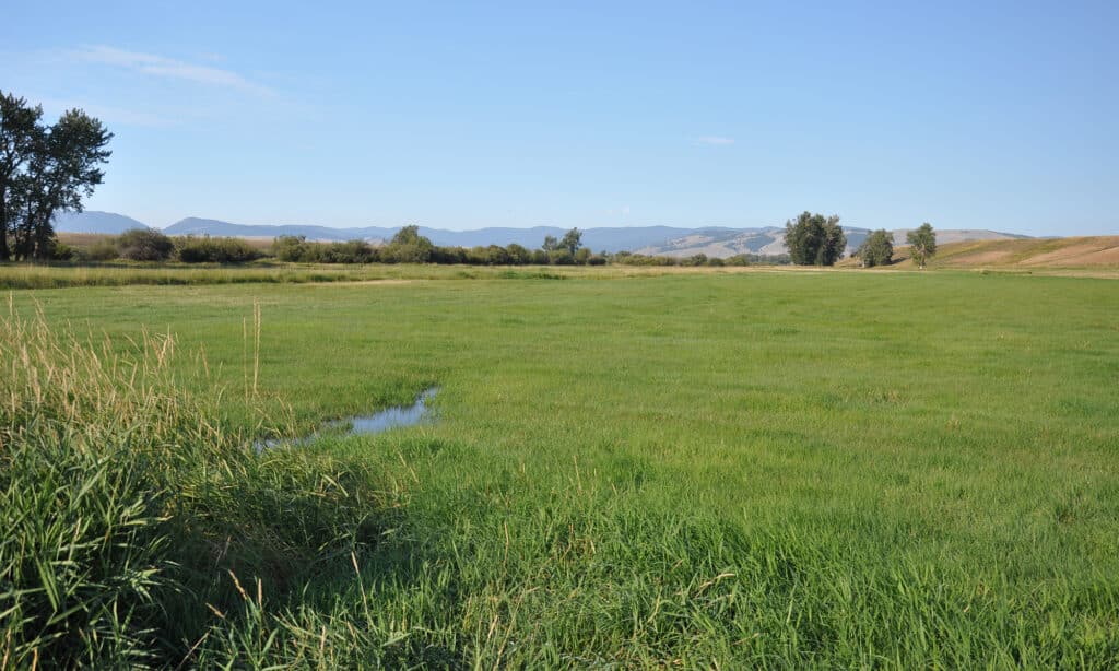 A wide, open field of green grass with a small patch of water, bordered by bushes and trees under a clear blue sky, with distant hills or mountains—a perfect hunting property or ranch for sale.
