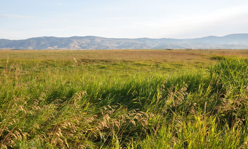 A wide grassy field stretches toward distant, sunlit mountains under a pale blue sky, with tall grass in the foreground gently swaying in the breeze—perfect ranch for sale or hunting property.