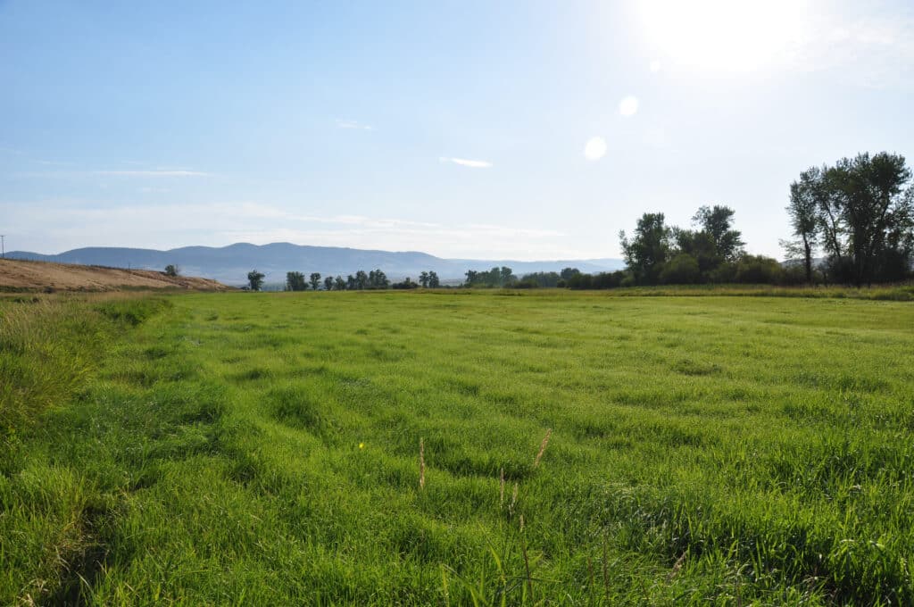 A wide, green grassy field under a clear blue sky with the sun shining brightly. Trees line the horizon, and distant hills or mountains are visible—perfect recreational land or potential cattle ranch.