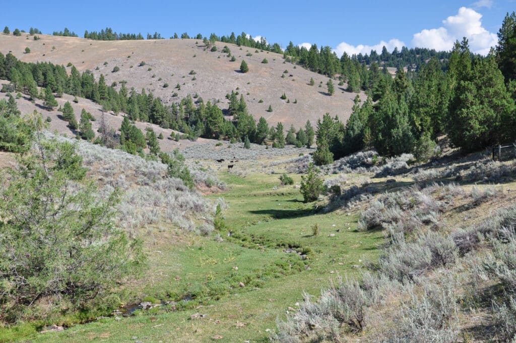 A narrow creek winds through a grassy valley bordered by sagebrush and scattered evergreens, with rolling hills and a forested ridge—ideal recreational land or potential hunting property beneath a blue sky with some clouds.
