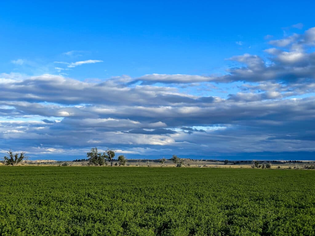 A lush green field stretches into the distance under a bright blue sky with scattered clouds. A few trees line the horizon, and sunlight highlights patches of this ideal recreational land or hunting property.