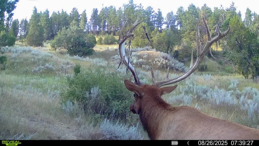 A large elk with impressive antlers stands in a grassy meadow near bushes and trees, looking toward a forested hillside—an ideal scene for recreational land or ranch for sale. The image is dated 08/26/2025 at 07:39:27.