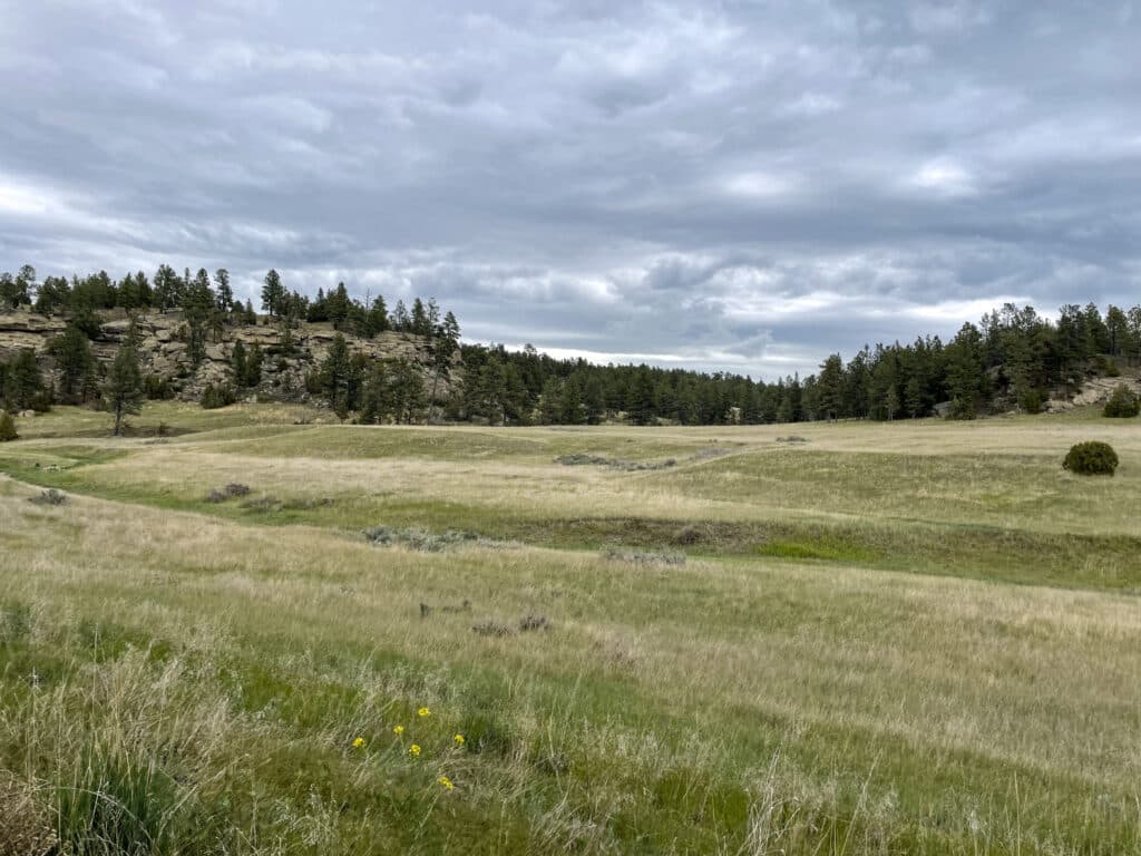 A grassy, rolling meadow stretches under a cloudy sky, bordered by pine trees and rocky outcrops. Perfect land for sale, with yellow wildflowers in the foreground—ideal for a future cattle ranch.