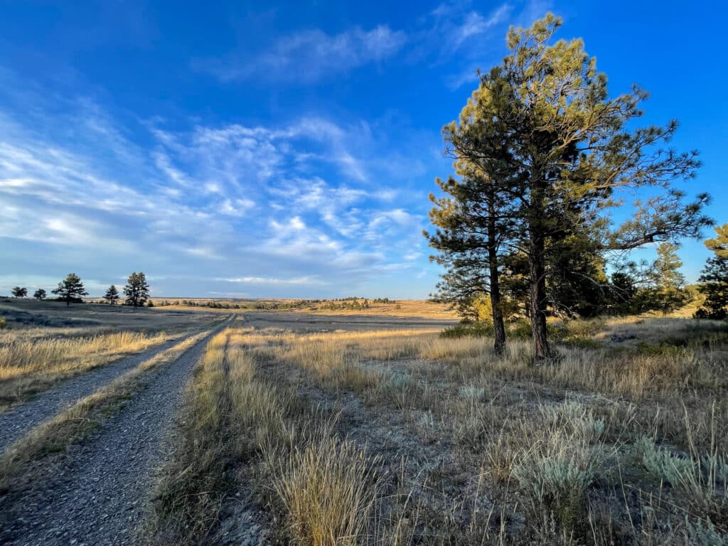A dirt path winds through a grassy field under a bright blue sky with scattered clouds. Tall pine trees stand on the right, and sunlight casts long shadows across this scenic recreational land, ideal for a ranch for sale or prime hunting property.