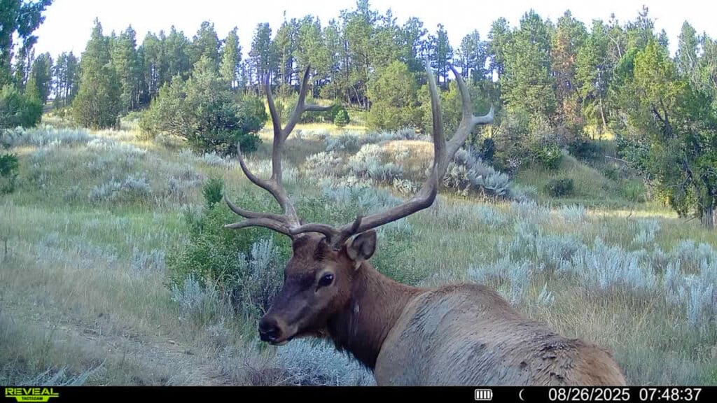 A large elk with antlers stands in a grassy, hilly landscape on a potential hunting property, with trees in the background, captured by a trail camera on August 26, 2025, at 07:48:37 AM.
