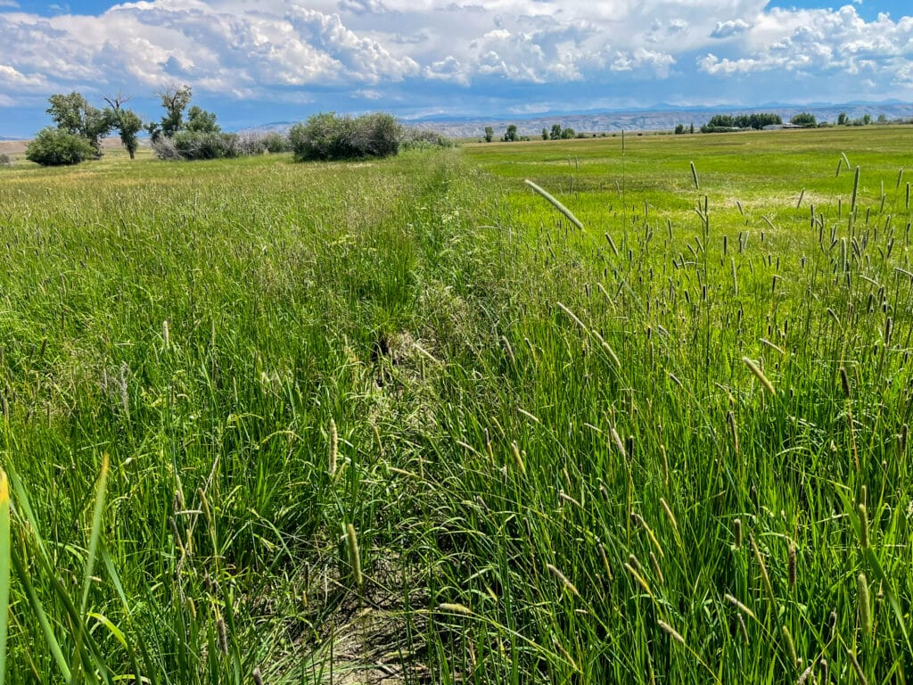A narrow, worn path cuts through tall green grass on a hunting property in a wide open field under a partly cloudy blue sky, with scattered trees and distant mountains in the background.