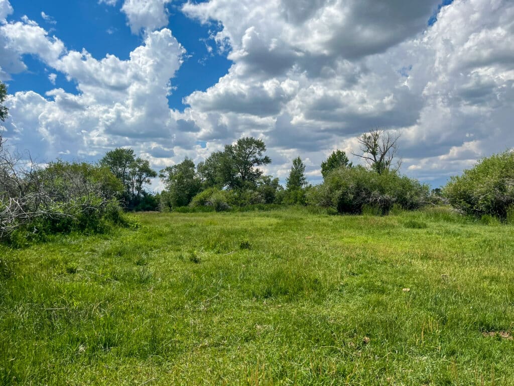 A grassy meadow with green shrubs and trees under a partly cloudy sky, sunlight and shadows stretching across the field—ideal recreational land or a serene setting for your future cattle ranch.
