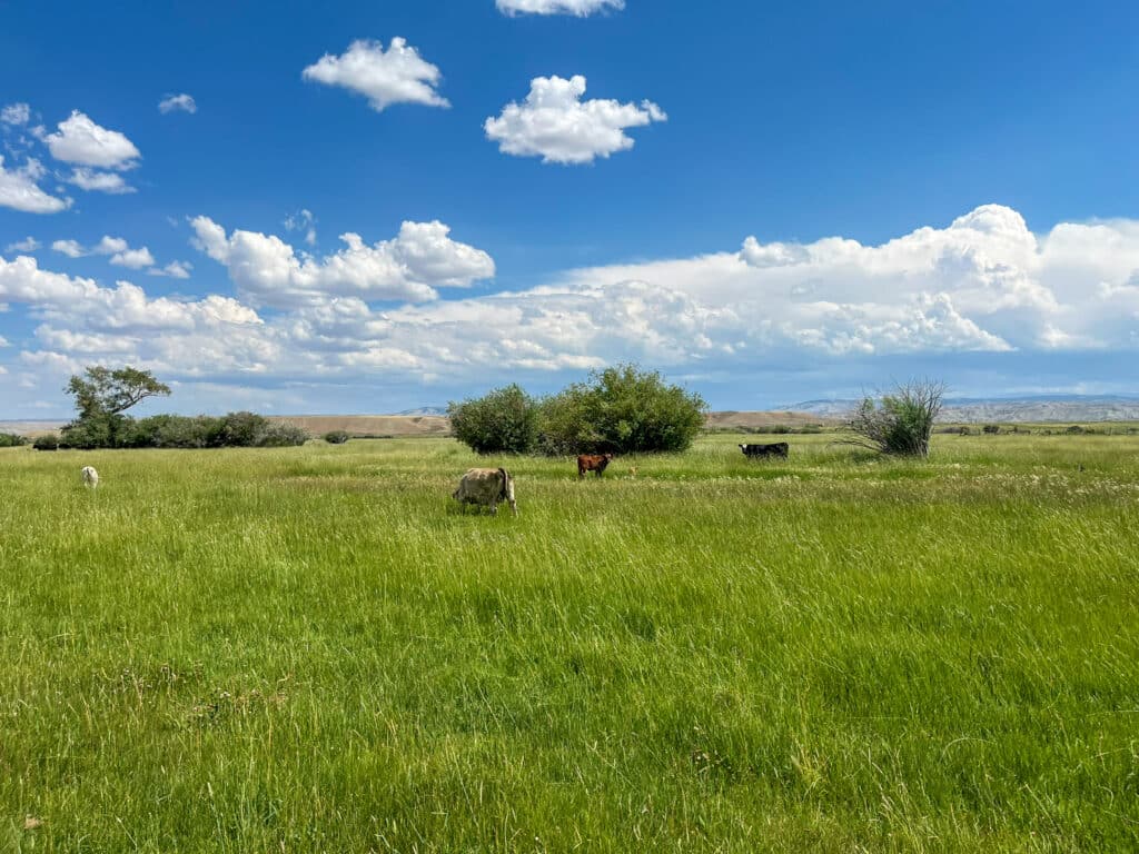 Cattle graze on a lush green field beneath a bright blue sky with scattered clouds. Bushes and distant hills enhance the scenic charm of this picturesque cattle ranch, an inviting recreational land opportunity.