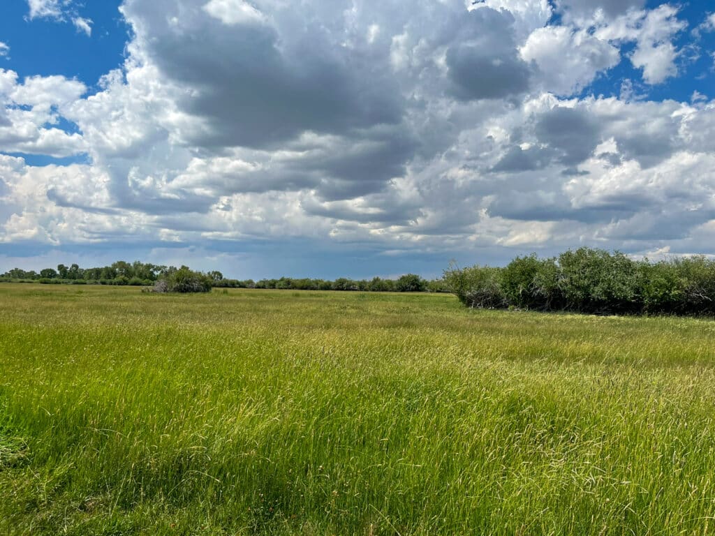 A wide grassy field under a partly cloudy sky, with clusters of green bushes and trees in the distance. Sunlight creates patterns across this vibrant recreational land, ideal for those seeking scenic land for sale.