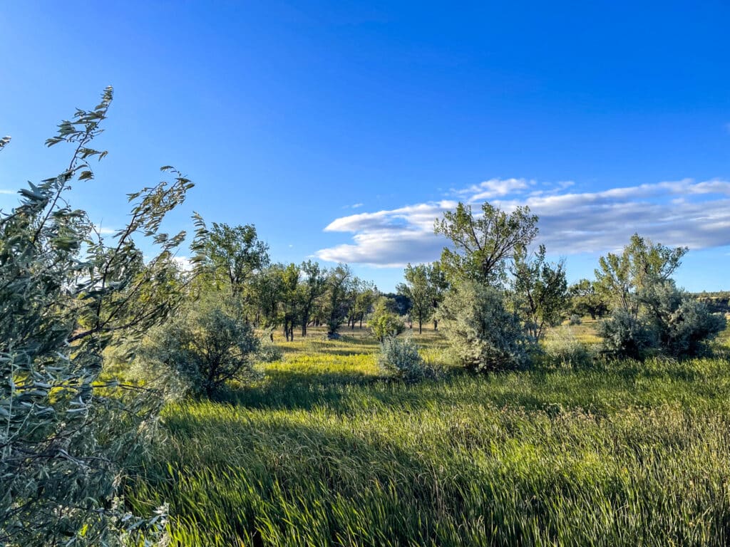 A grassy field with scattered trees and shrubs under a bright blue sky, perfect as recreational land or a cattle ranch. The sunlight casts shadows, highlighting the lush green landscape.