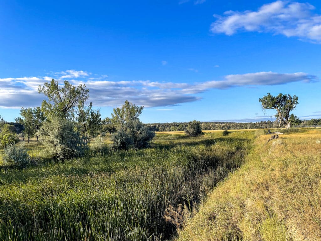 Grassy field with tall green and yellow grasses, scattered trees, and a bright blue sky with white clouds. The sunlight casts a warm glow over this ideal hunting property or cattle ranch land for sale.