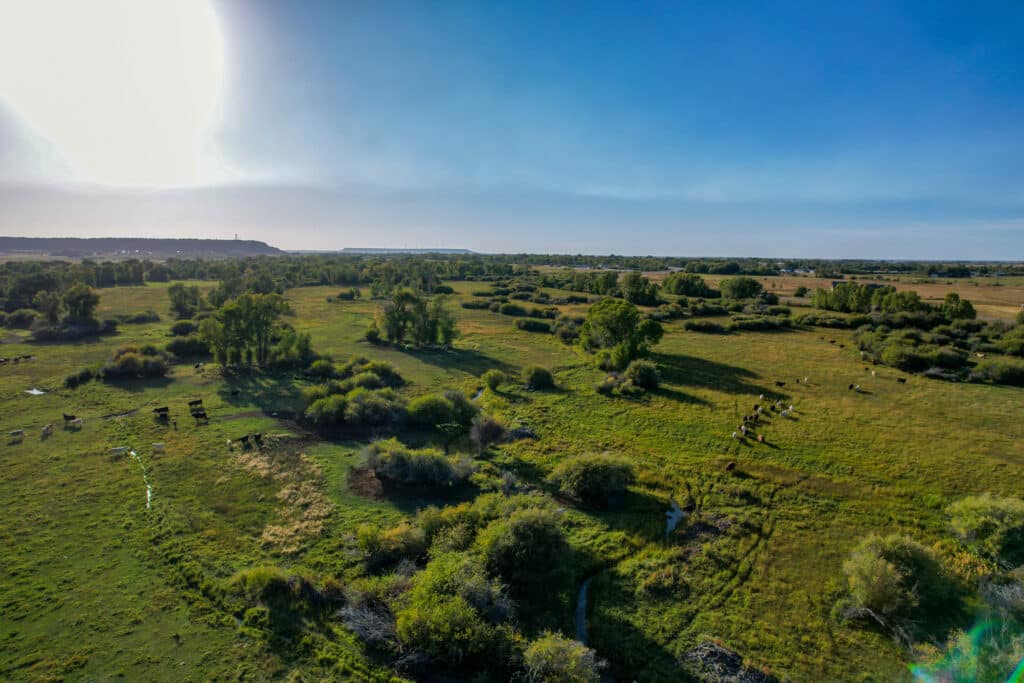 A wide, grassy landscape with scattered bushes and trees under a bright blue sky. The sun shines in the upper left corner as groups of cattle graze peacefully—ideal recreational land or ranch for sale.