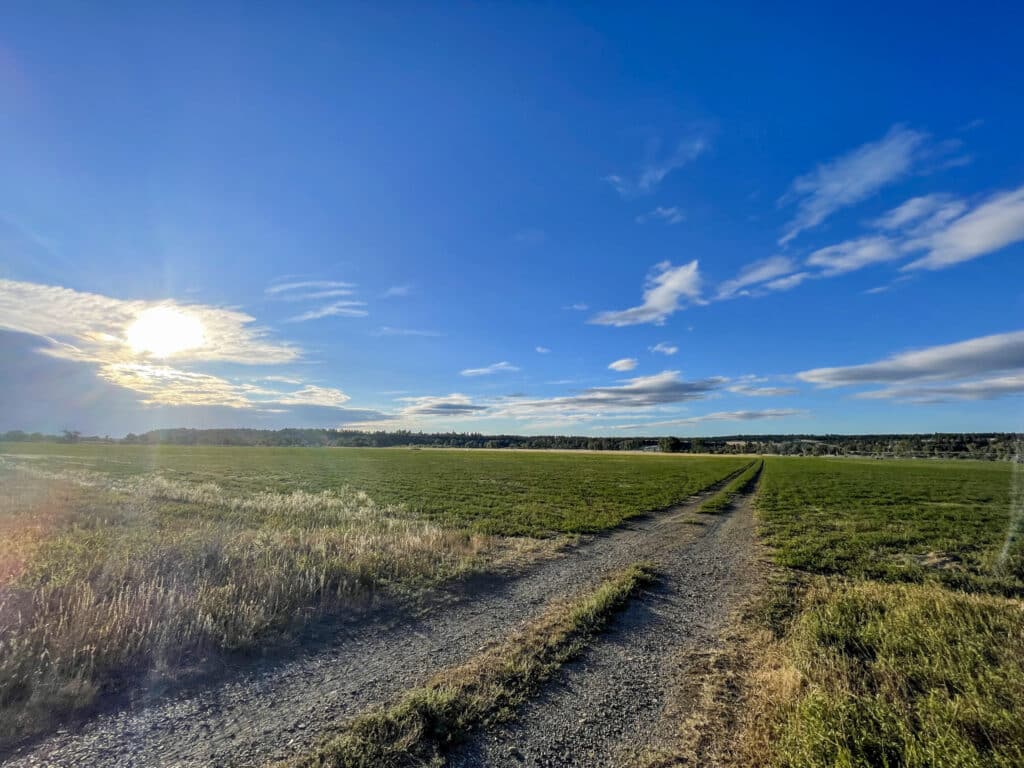 A dirt road winds through a green field on a cattle ranch under a bright blue sky with scattered clouds. The sun is low on the horizon, casting warm light over this beautiful land for sale.