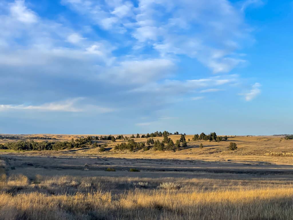 Golden fields with patches of shrubs and sparse trees stretch under a blue sky with scattered clouds, capturing a wide, open prairie landscape perfect for cattle ranch or recreational land, all bathed in warm sunlight.
