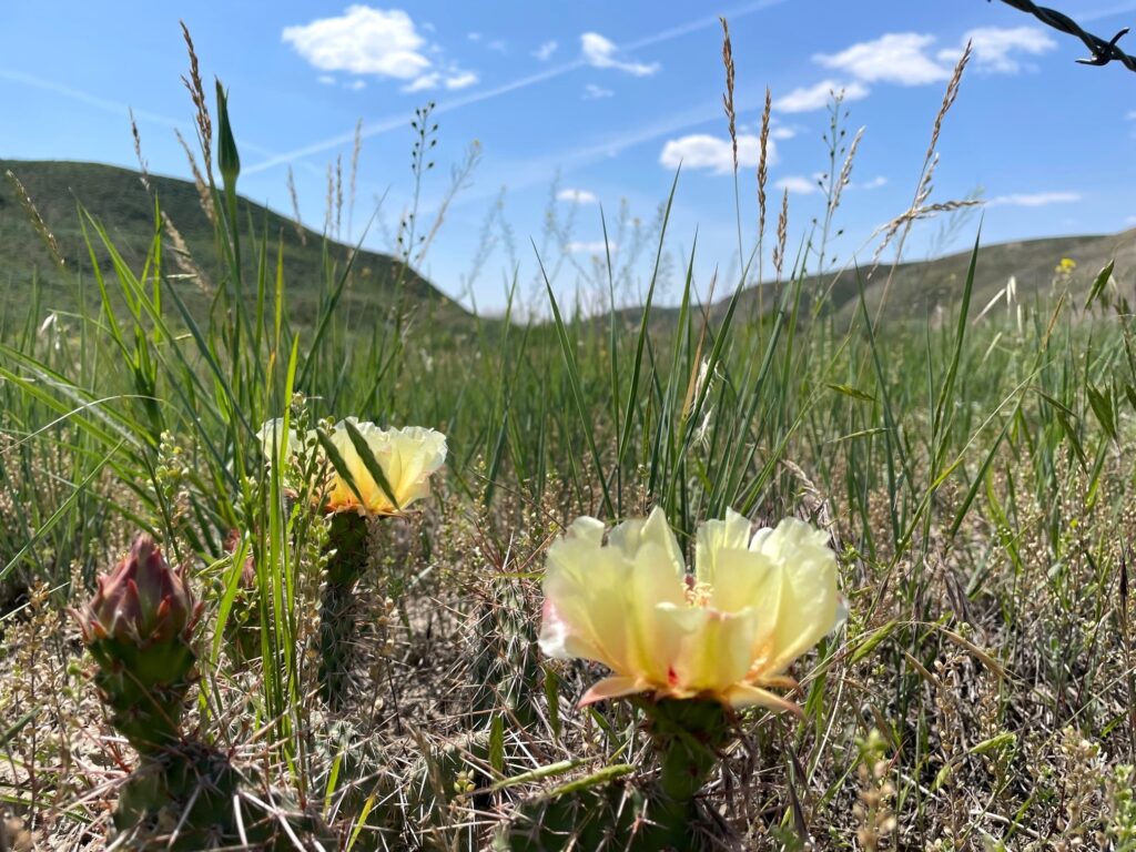 Yellow cactus flowers bloom among tall green grass in the foreground, with rolling hills and a blue sky dotted with clouds in the background—an inviting view of recreational land or a ranch for sale on a sunny prairie day.