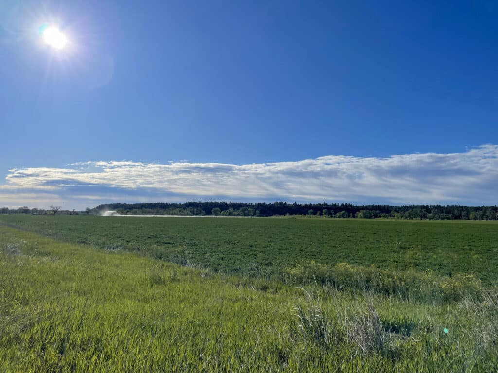 A sunny day over a wide, open field of green grass with a forested tree line in the distance and a bright blue sky—perfect land for sale ideal for your dream ranch or cattle ranch.