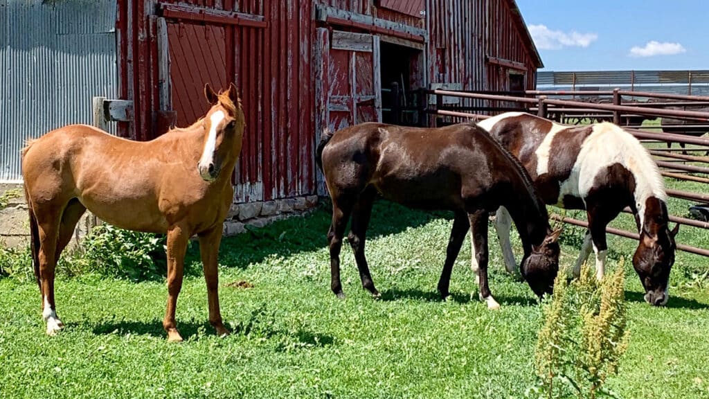 Three horses stand in a grassy area near a red barn and fence, perfect for a cattle ranch. One tan horse faces the camera while two black and white horses graze. The sky is blue with a few clouds, making this land for sale truly inviting.