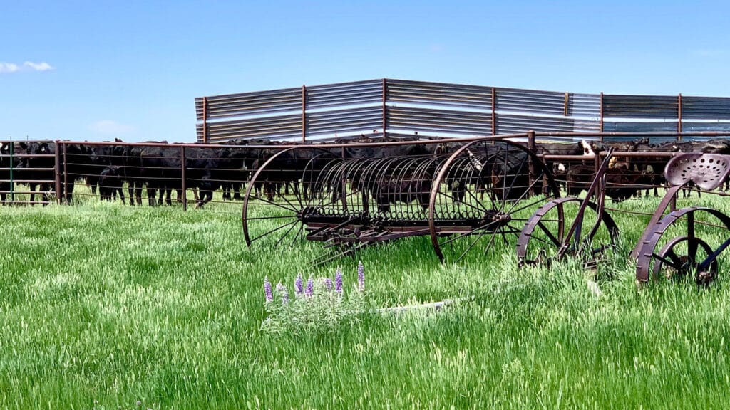 An old, rusted piece of farm equipment sits in tall green grass with purple flowers, in front of a metal cattle pen filled with black cows under a clear blue sky on this picturesque cattle ranch.