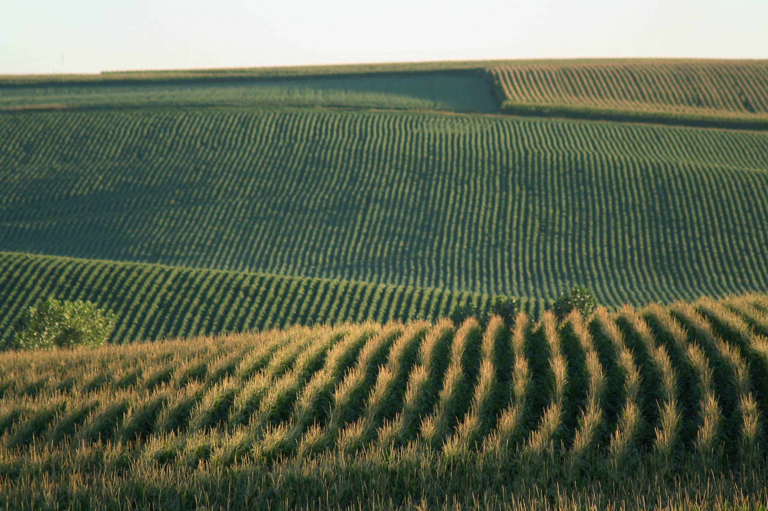 Rows of green crops grow in neat, parallel lines across gently rolling hills under a clear sky, creating a scenic landscape ideal for recreational land or as prime land for sale.