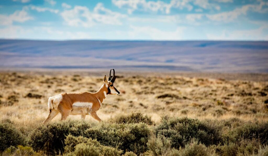 Wyoming Red Desert Pronghorn Antelope 