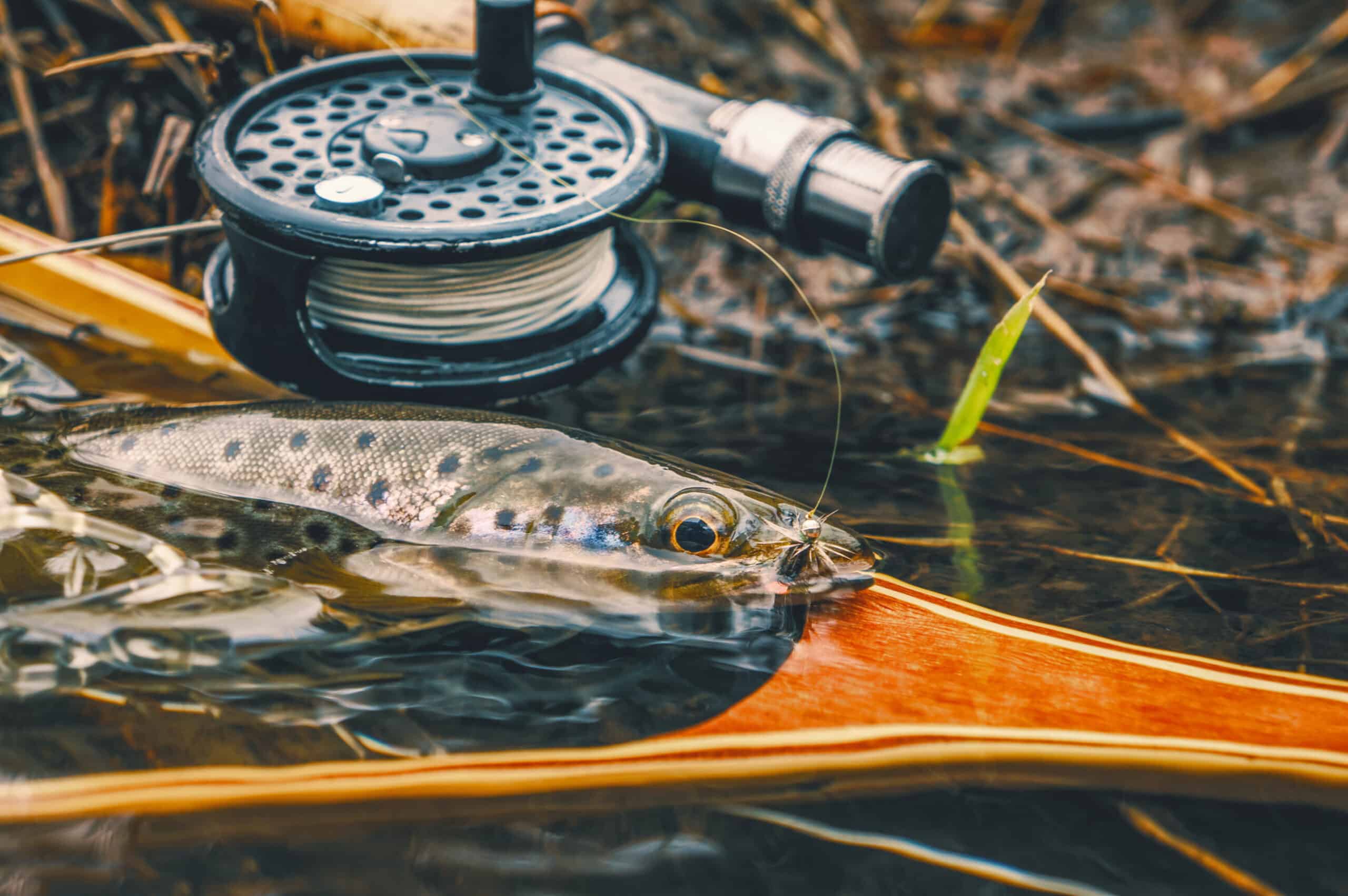 A close-up of a freshly caught fish resting on a wooden fishing net in shallow water, with a fly fishing reel and line nearby—an ideal scene for those seeking land for sale or dreaming of life on a cattle ranch.