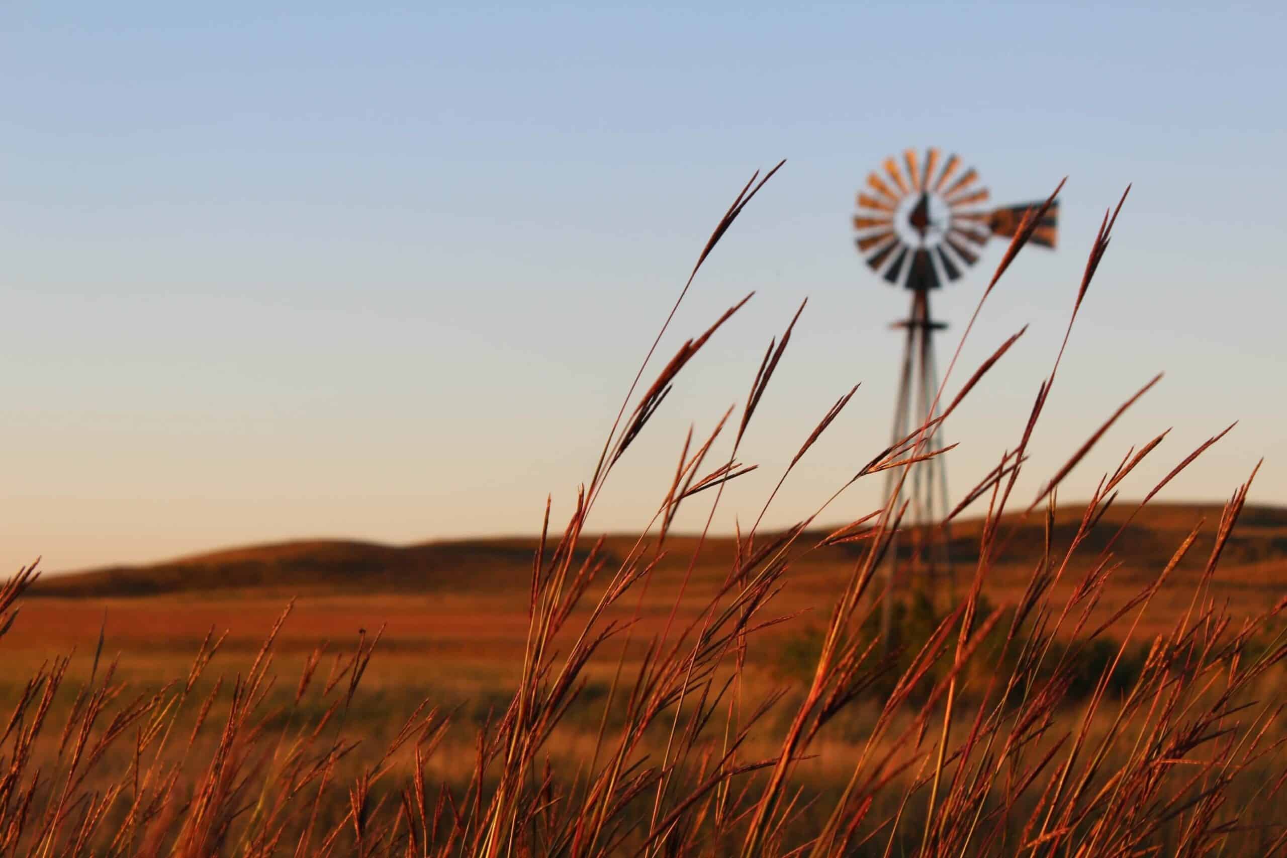 Tall, golden grasses in the foreground with a blurred windmill and open landscape under a clear blue sky, evoking the tranquility of a ranch for sale in peaceful rural surroundings.