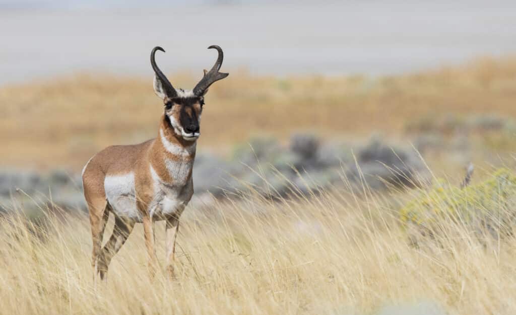 Properties in the Rocky Mountain West: Hunting is a key feature on the NF Ranch on the Musselshell River