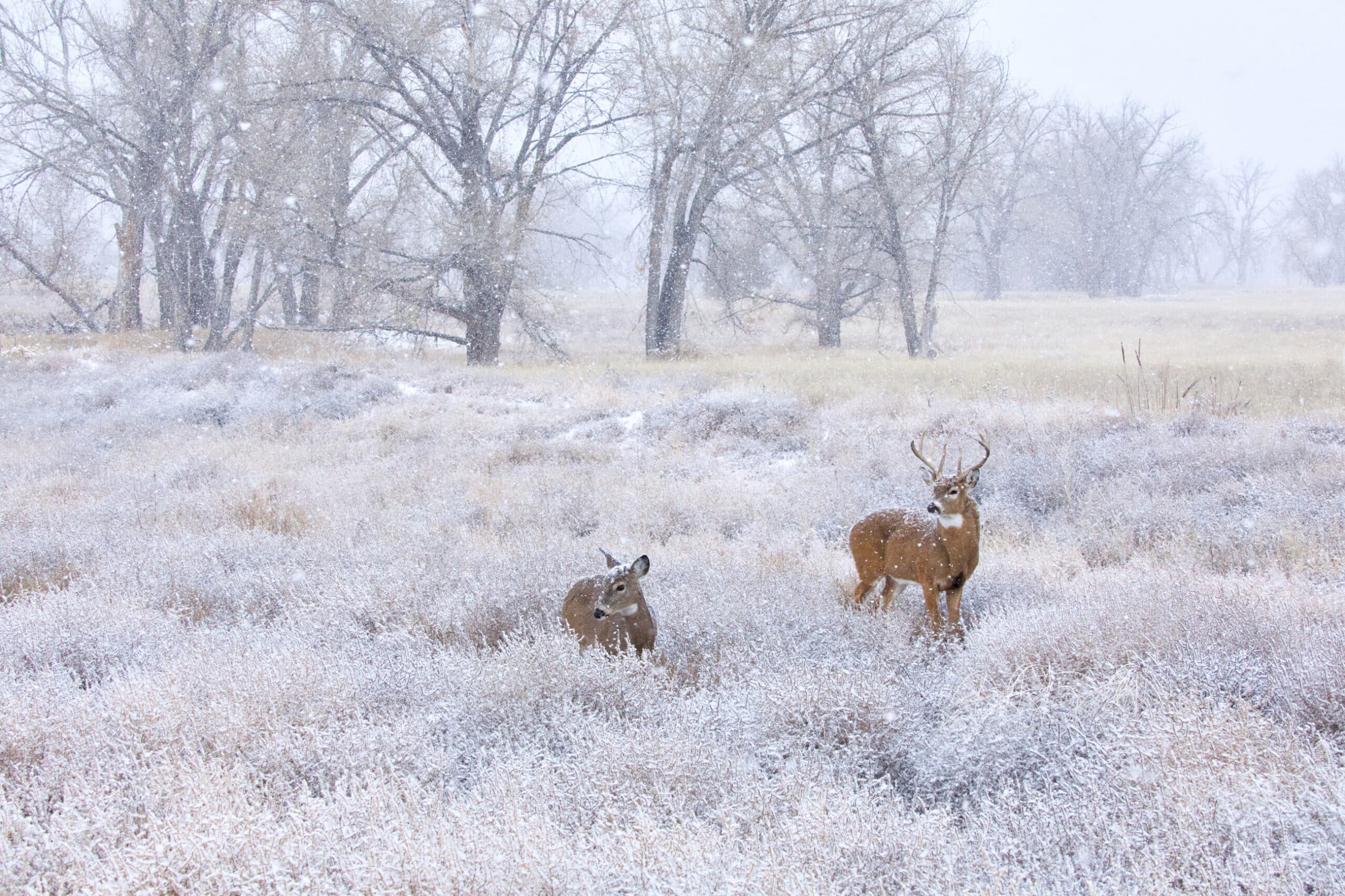 Two deer, one with antlers, stand in a snowy field surrounded by leafless trees as snow falls gently. This serene winter scene evokes the peace and beauty of a cattle ranch for sale blanketed in fresh snow.
