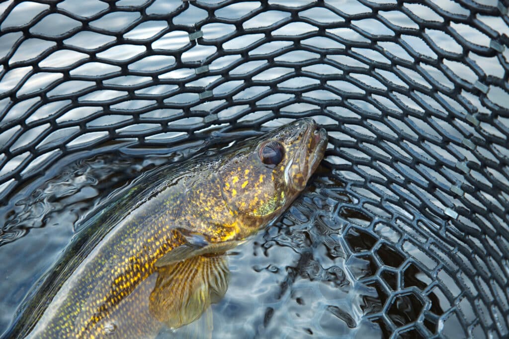 Properties in the Rocky Mountain West: Fishing is a key feature of the NF Ranch on the Musselshell River, an available Ranch Property.