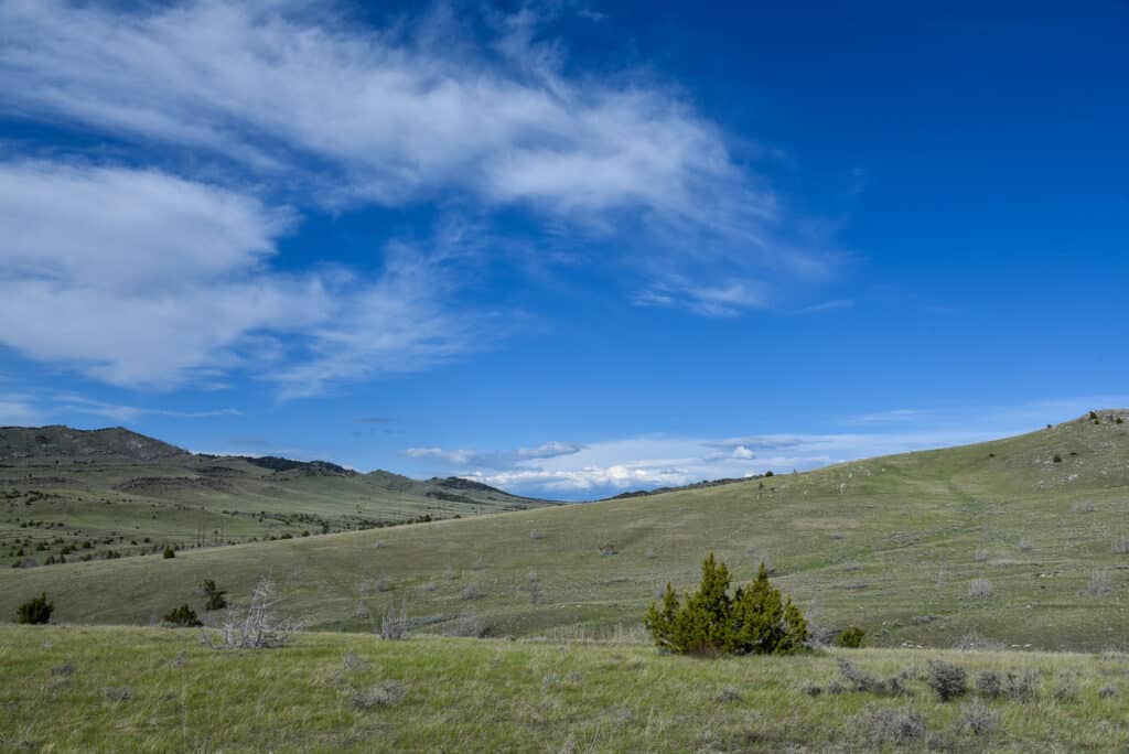 Grassy rolling hills under a bright blue sky with scattered white clouds; sparse shrubs and small trees dot this ideal ranch for sale, with distant low mountains on the horizon.