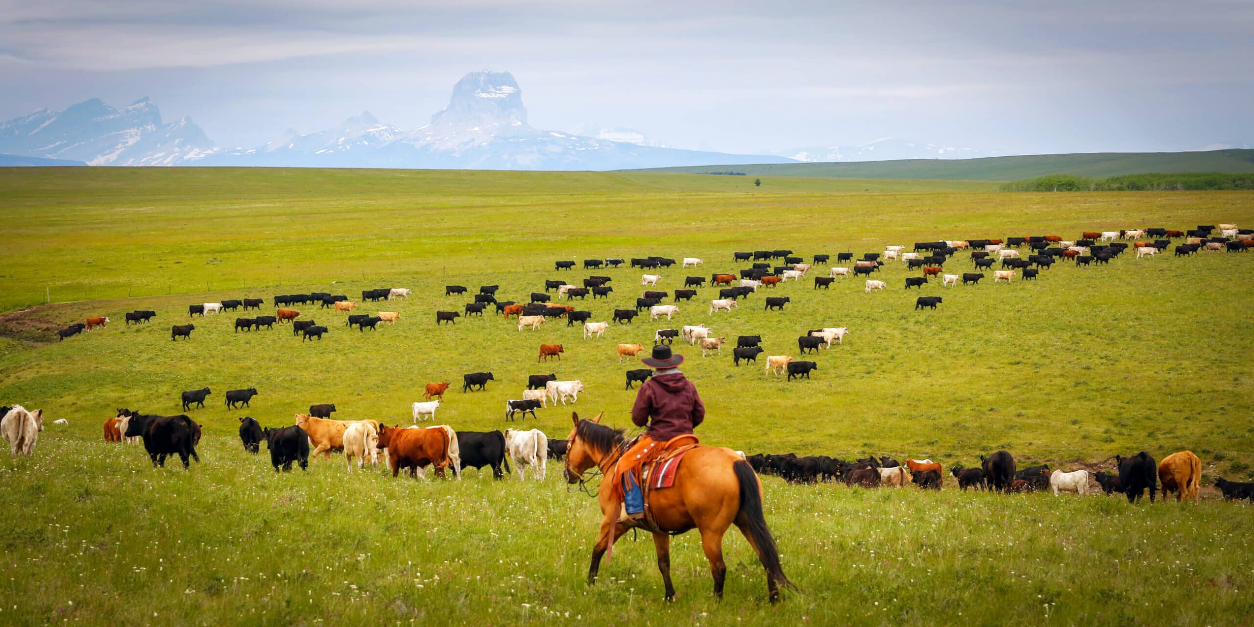 A cowboy on horseback watches over a large herd of cattle grazing on a green field, with distant mountains and a partly cloudy sky—an ideal scene for those seeking a cattle ranch or land for sale.