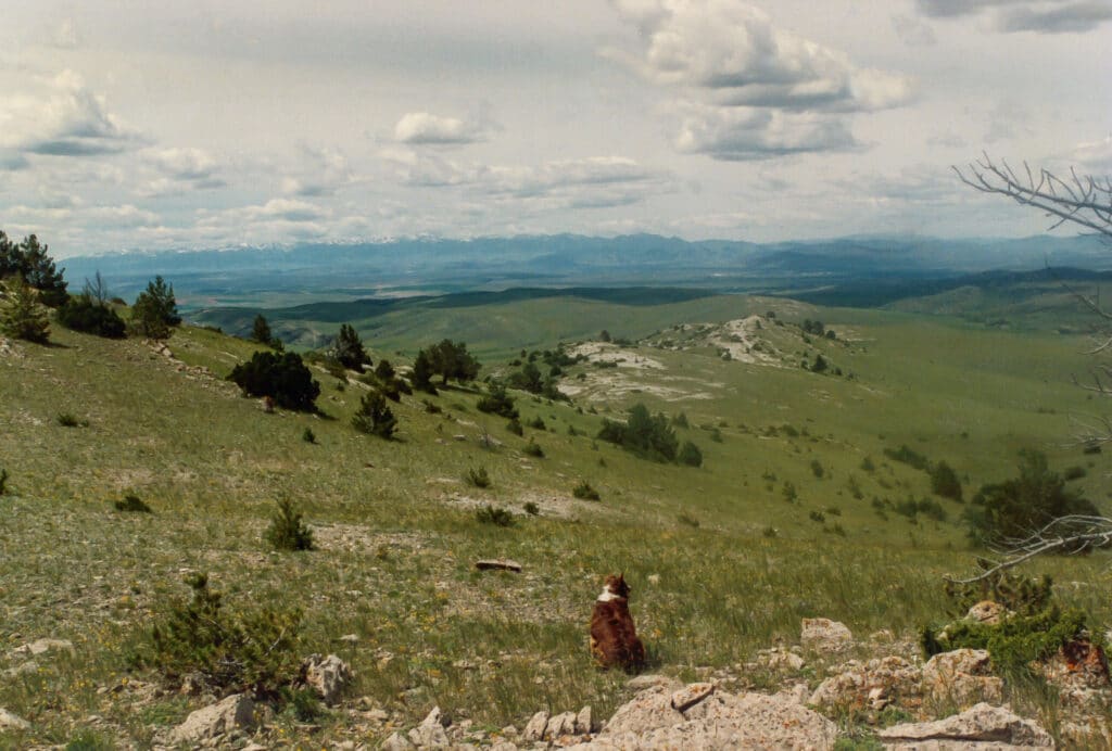 Top Of The Valley Ranch - border collie looking at view of Horseshoe Hills and Bridger Mountains
