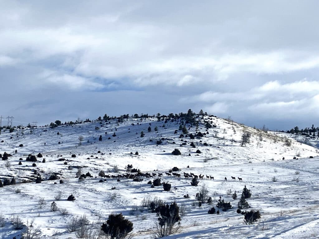 A snow-covered hillside dotted with bushes and small trees under a partly cloudy sky. In the middle distance, a herd of elk walks across the snowy landscape, highlighting the potential of this land for sale as a scenic cattle ranch.