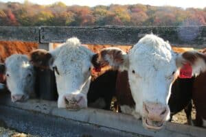 Tips for Ranch Buyers - Ranch buyers evaluating land with key tips in mind