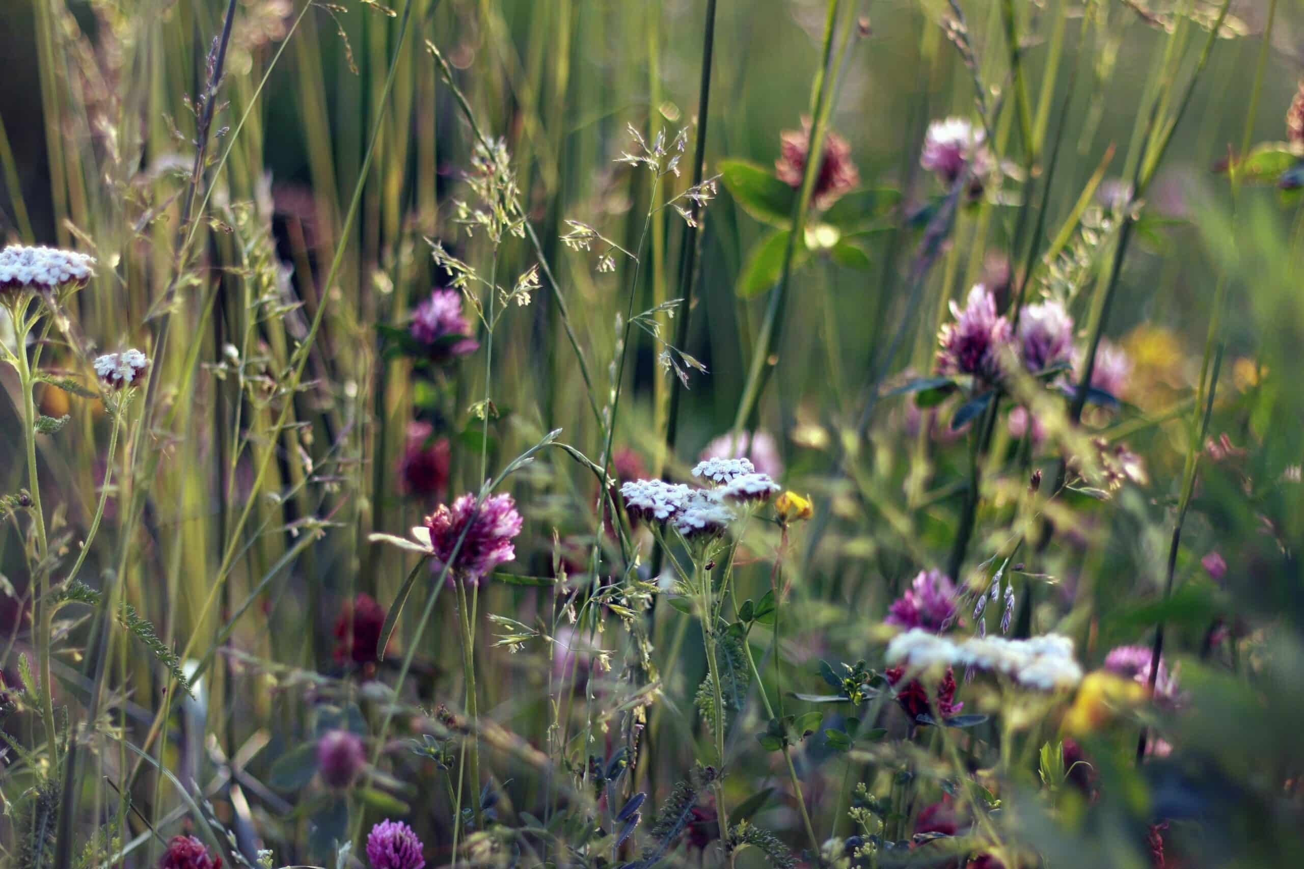 A close-up of a meadow with tall green grass, white wildflowers, and clusters of purple clover flowers, softly blurred in the background with warm natural light—perfect scenery for recreational land or a ranch for sale.