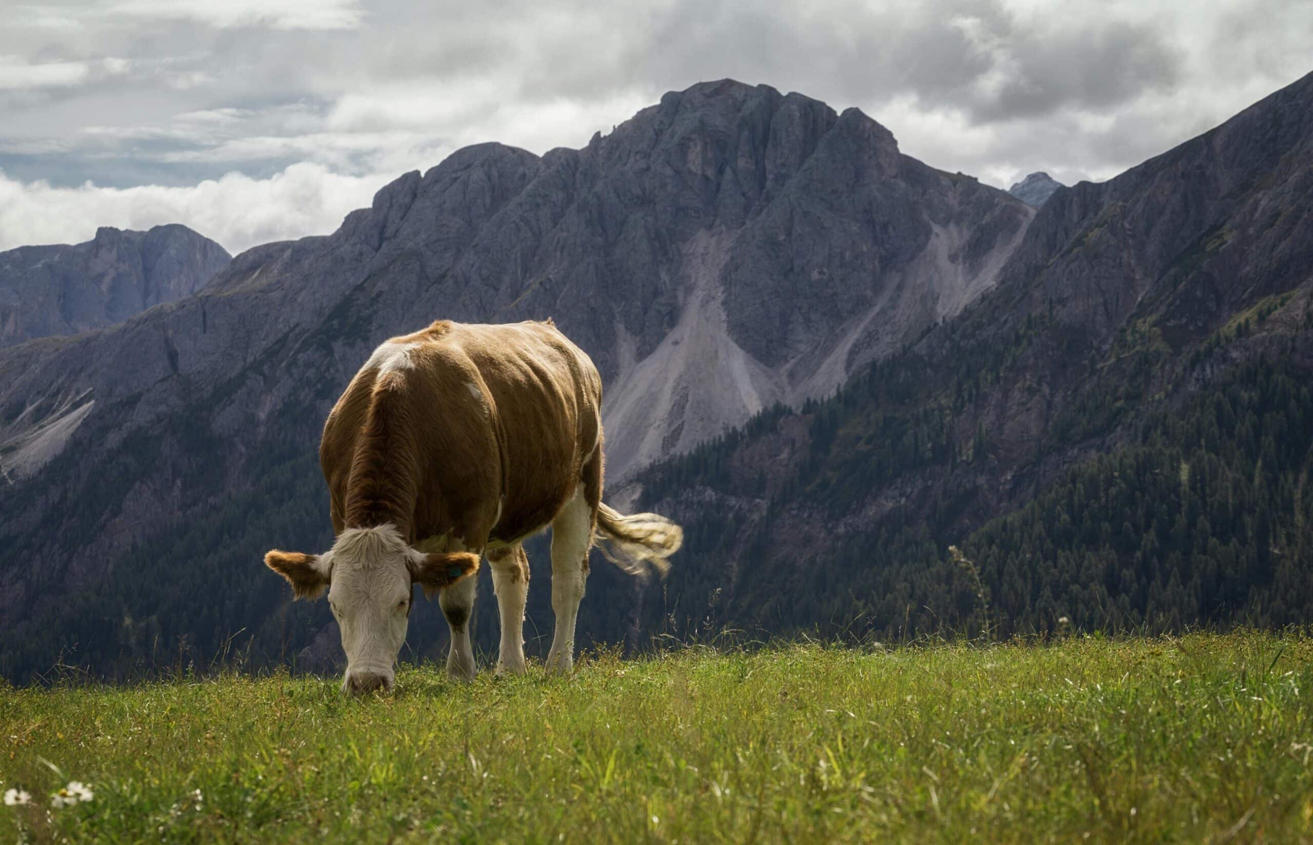 A brown and white cow grazes on green grass in a meadow with tall, rocky mountains in the background under a cloudy sky—perfect scenery for recreational land or a cattle ranch.