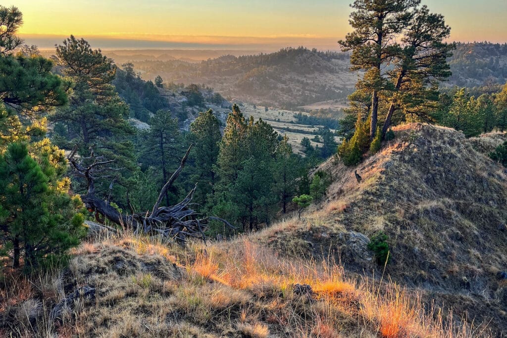 Sunset view over rolling hills covered with dry grass and scattered pine trees, with distant mountains and a softly glowing orange sky. This picturesque recreational land is ideal for a cattle ranch, with sunlight casting warm highlights on the landscape.