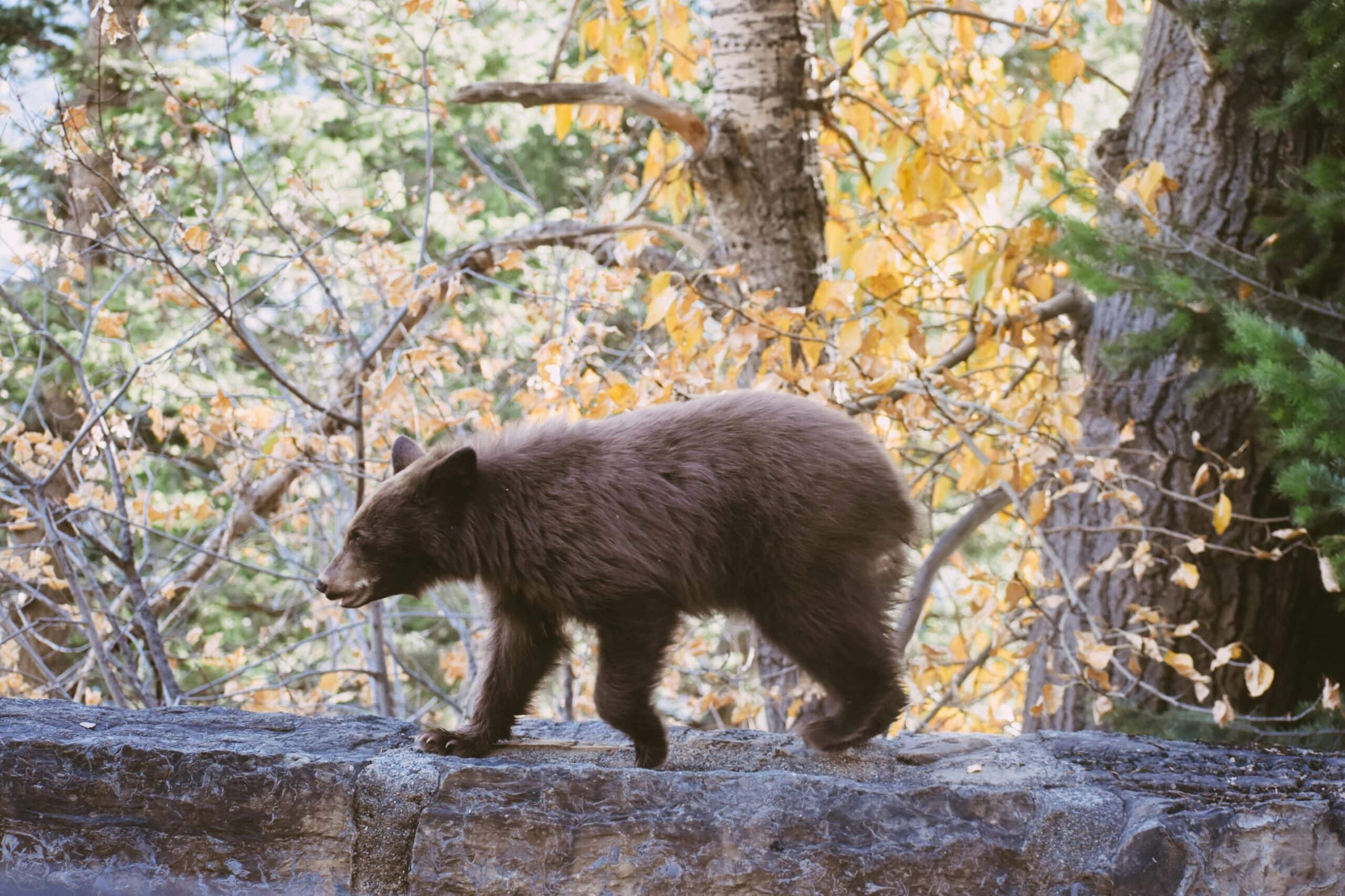 A brown bear cub walks along a stone ledge in a forest with autumn leaves, evoking the wild beauty you'd find on a scenic cattle ranch or expansive land for sale.