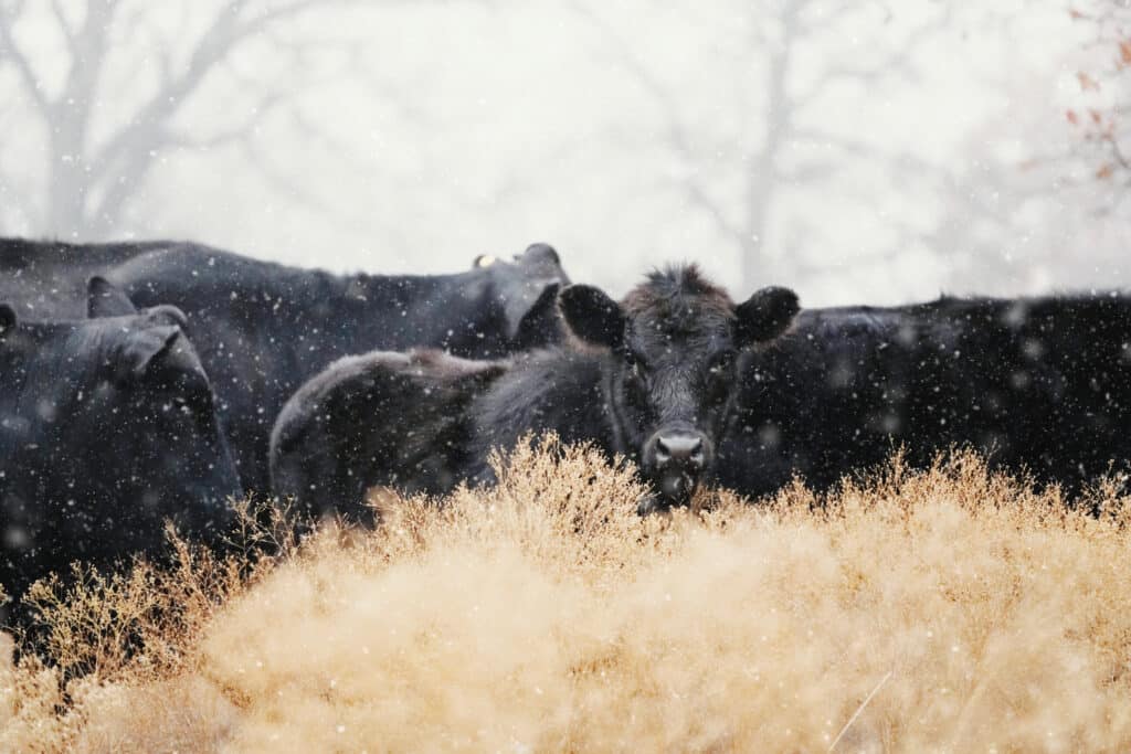 The Bureau of Land Management (BLM) is the backbone of large ranching operations that define the agricultural landscape of the Intermountain West